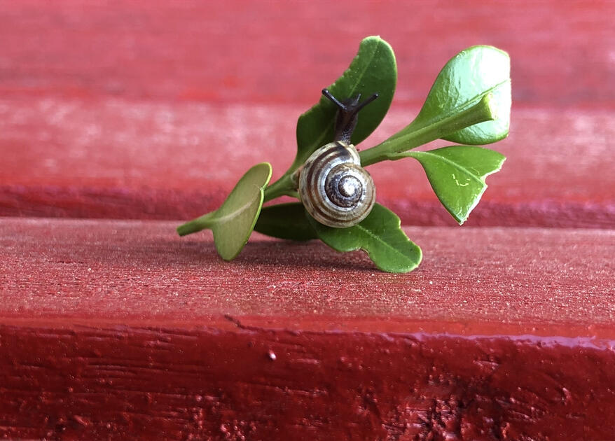 Snail