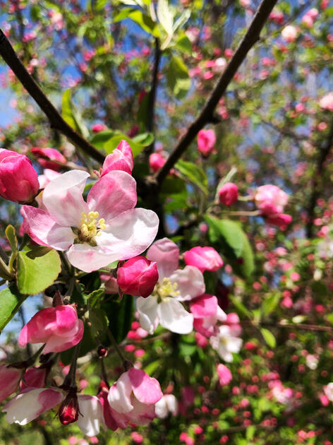 Pink Flowers